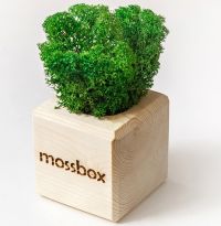 Набор с живым мхом MossBox Wooden Green Cube